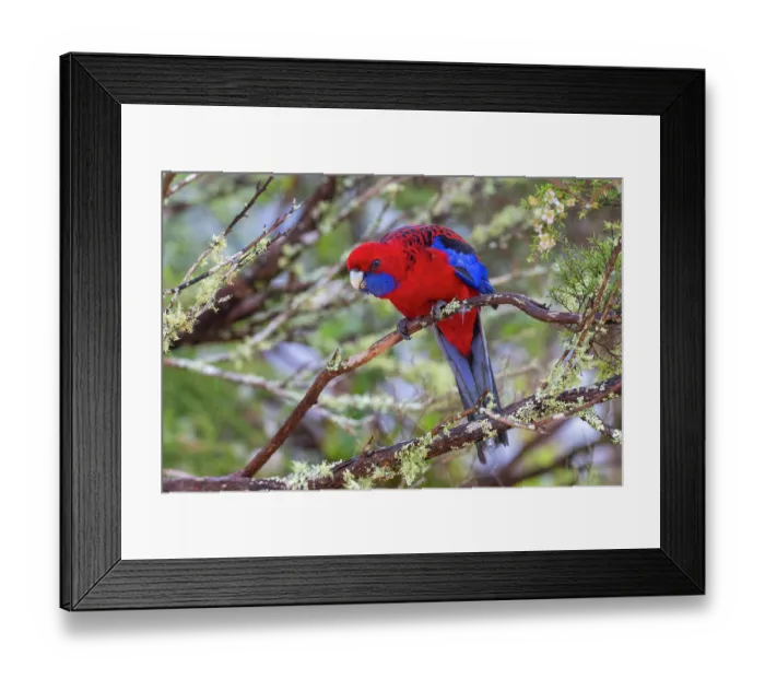 Framed Print : Crimson rosella (Platycercus elegans) perched on branch, Border Ranges, Queensland, Australia Framed Print : Crimson rosella (Platycercus elegans) perched on branch, Border Ranges, Queensland, Australia
