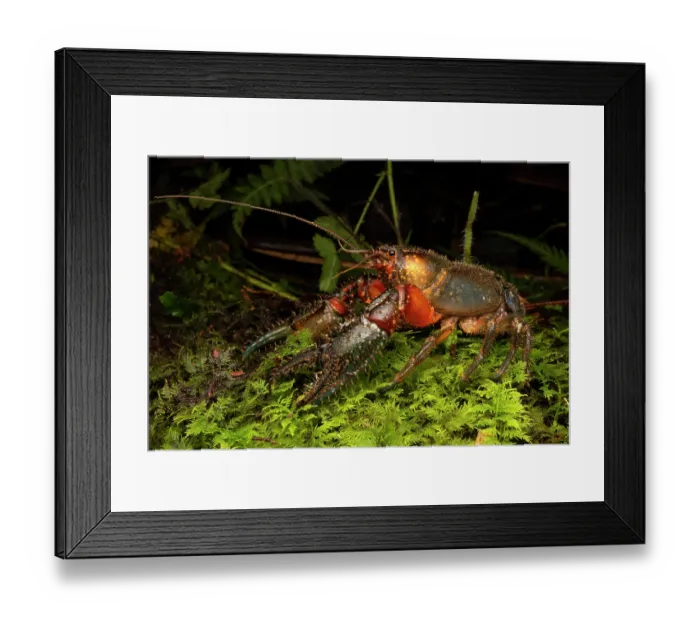 Framed Print : Jagara hairy crayfish (Euastacus jagara) portrait, rare species with highly restricted distribution, Goomburra State Forest, Queensland, Australia. Critically Endangered Framed Print : Jagara hairy crayfish (Euastacus jagara) portrait, rare species with highly restricted distribution, Goomburra State Forest, Queensland, Australia. Critically Endangered
