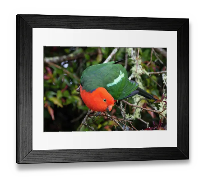 Framed Print : Australian king parrot (Alisterus scapularis) male, perched on branch in high altitude Eucalypt forest, Border Ranges, Queensland, Australia Framed Print : Australian king parrot (Alisterus scapularis) male, perched on branch in high altitude Eucalypt forest, Border Ranges, Queensland, Australia
