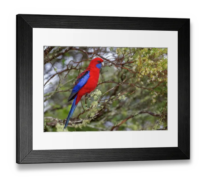 Framed Print : RF - Crimson rosella (Platycercus elegans) perched on branch, Border Ranges, Queensland, Australia. (This image may be licensed either as rights managed or royalty free.) Framed Print : RF - Crimson rosella (Platycercus elegans) perched on branch, Border Ranges, Queensland, Australia. (This image may be licensed either as rights managed or royalty free.)