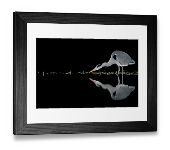 Framed Print : Grey heron (Ardea cinerea) fishing in pond at night, near Bourne, Lincolnshire, UK. January Framed Print : Grey heron (Ardea cinerea) fishing in pond at night, near Bourne, Lincolnshire, UK. January