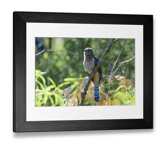 Framed Print : Fan-tailed cuckoo (Cacomantis flabelliformis) perched on branch, Inglewood, Queensland, Australia