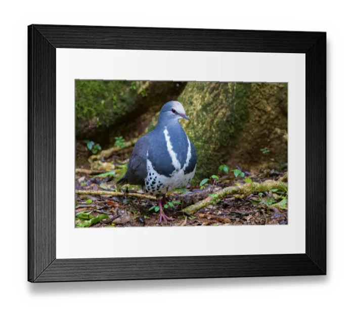 Framed Print : Wonga pigeon (Leucosarcia picata) walking over damp forest floor, eastern Australian temperate rainforest, Border Ranges, Queensland, Australia Framed Print : Wonga pigeon (Leucosarcia picata) walking over damp forest floor, eastern Australian temperate rainforest, Border Ranges, Queensland, Australia