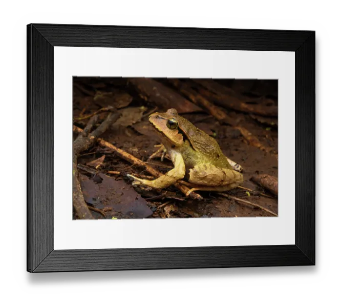 Framed Print : Fletcher's frog (Lechriodus fletcheri) resting In forest leaf litter, Goomburra State Forest, Queensland, Australia