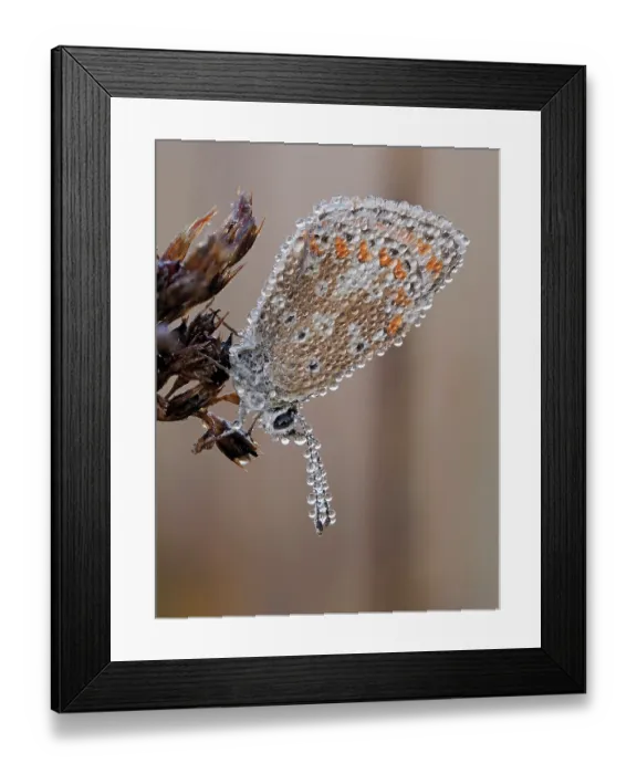 Framed Print : Brown argus butterfly (Aricia agestis) roosting at dawn covered in dew, Hertfordshire, England, UK. August. Focus stacked Framed Print : Brown argus butterfly (Aricia agestis) roosting at dawn covered in dew, Hertfordshire, England, UK. August. Focus stacked