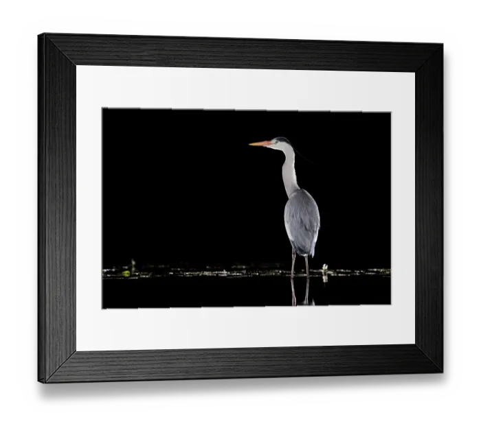 Framed Print : Grey heron (Ardea cinerea) standing in pond at night, near Bourne, Lincolnshire, UK. March Framed Print : Grey heron (Ardea cinerea) standing in pond at night, near Bourne, Lincolnshire, UK. March