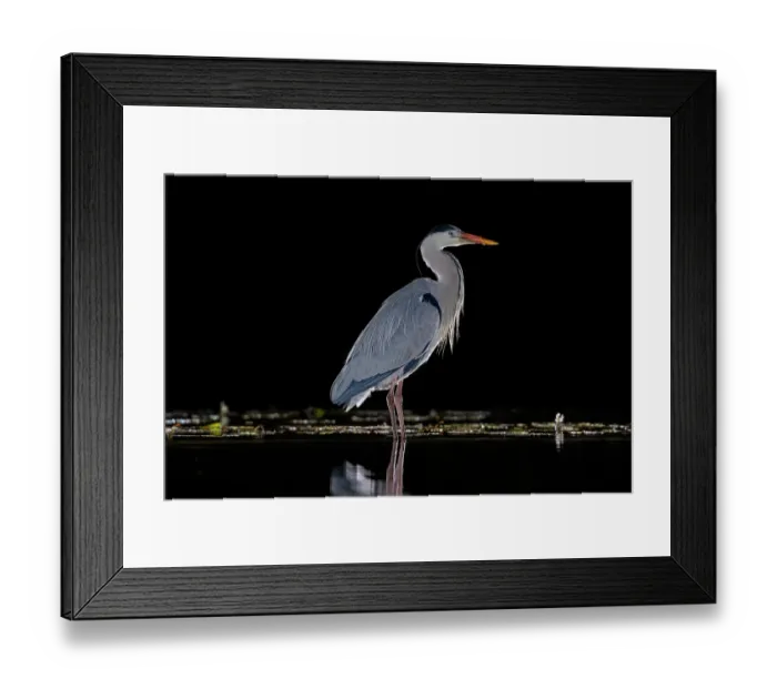 Framed Print : RF - Grey heron (Ardea cinerea) standing in pond at night, near Bourne, Lincolnshire, UK. March. (This image may be licensed either as rights managed or royalty free.) Framed Print : RF - Grey heron (Ardea cinerea) standing in pond at night, near Bourne, Lincolnshire, UK. March. (This image may be licensed either as rights managed or royalty free.)