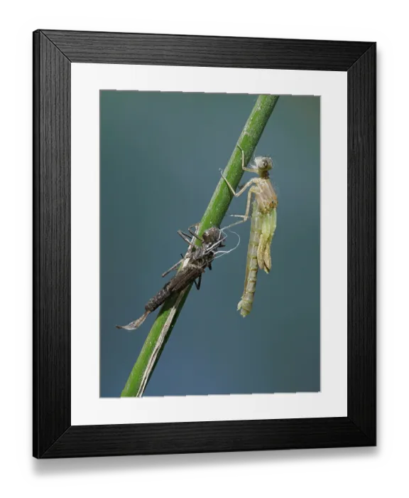 Framed Print : Azure damselfly Emerging (Coenagrion puella) adult just emerged from larval case on Sedge stem, East Sussex, England, UK. May. Focus stacked Framed Print : Azure damselfly Emerging (Coenagrion puella) adult just emerged from larval case on Sedge stem, East Sussex, England, UK. May. Focus stacked