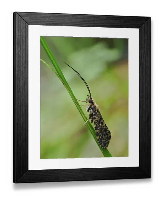 Framed Print : Yellow spotted sedge caddis fly (Philopotamus montanus) resting on waterside vegetation, Upper Teesdale, County Durham, England, UK. June. Focus stacked Framed Print : Yellow spotted sedge caddis fly (Philopotamus montanus) resting on waterside vegetation, Upper Teesdale, County Durham, England, UK. June. Focus stacked
