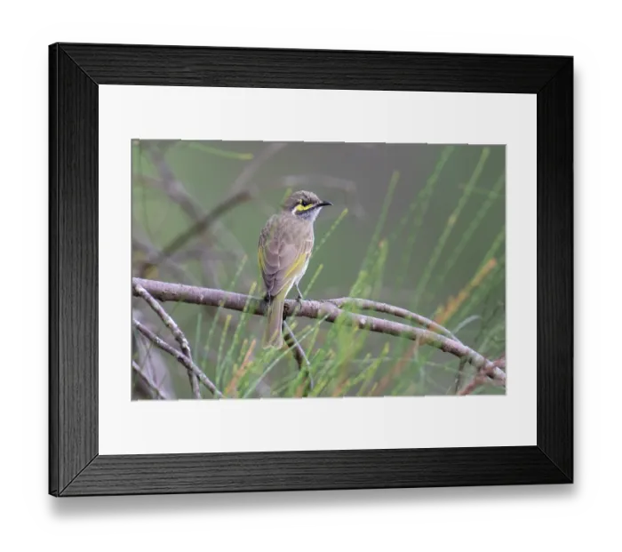Framed Print : Yellow-faced honeyeater (Lichenostomus chrysops) perched on branch, Inglewood, Queensland, Australia Framed Print : Yellow-faced honeyeater (Lichenostomus chrysops) perched on branch, Inglewood, Queensland, Australia