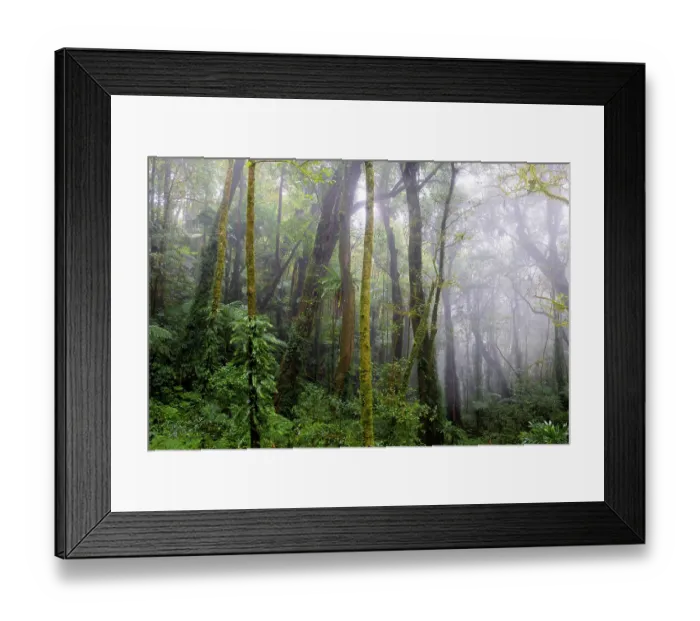 Framed Print : Mist among trees in high altitude rainforest, (Gondwana Rainforests of Australia, UNESCO World Heritage), Border Ranges, Queensland, Australia. September, 2022 Framed Print : Mist among trees in high altitude rainforest, (Gondwana Rainforests of Australia, UNESCO World Heritage), Border Ranges, Queensland, Australia. September, 2022