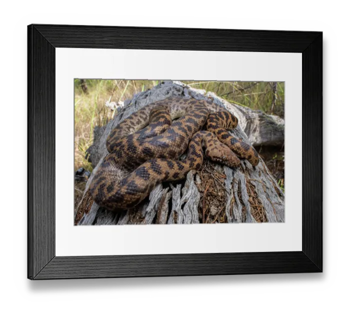 Framed Print : Spotted python (Antaresia maculosa) resting on log, Inglewood, Queensland, Australia Framed Print : Spotted python (Antaresia maculosa) resting on log, Inglewood, Queensland, Australia