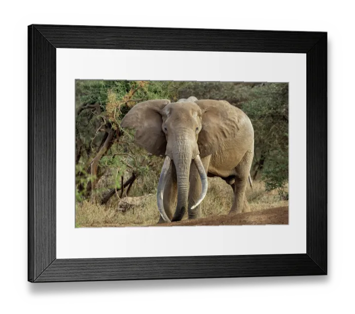 Framed Print : Elephant (Loxodonta africana) male, portrait, Amboseli National Park, Kenya. Endangered Framed Print : Elephant (Loxodonta africana) male, portrait, Amboseli National Park, Kenya. Endangered