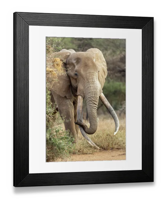 Framed Print : Elephant (Loxodonta africana) male, portrait, Amboseli National Park, Kenya. Endangered Framed Print : Elephant (Loxodonta africana) male, portrait, Amboseli National Park, Kenya. Endangered