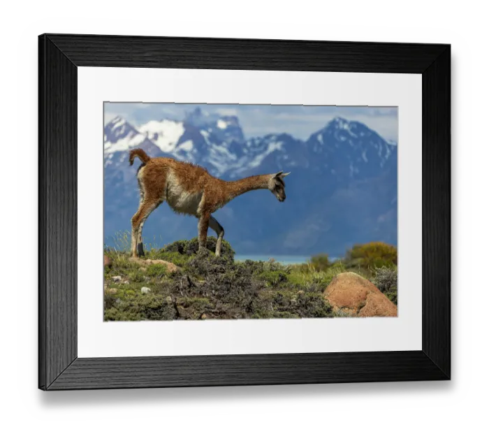 Framed Print : Guanaco (Lama guanicoe) walking over rocky ground with the mountains of Argentinian Patagonia in background, El Chalten, Argentina Framed Print : Guanaco (Lama guanicoe) walking over rocky ground with the mountains of Argentinian Patagonia in background, El Chalten, Argentina