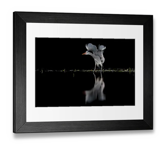 Framed Print : Grey heron (Ardea cinerea) standing in pond at night stretching its wings, near Bourne, Lincolnshire, UK. January Framed Print : Grey heron (Ardea cinerea) standing in pond at night stretching its wings, near Bourne, Lincolnshire, UK. January