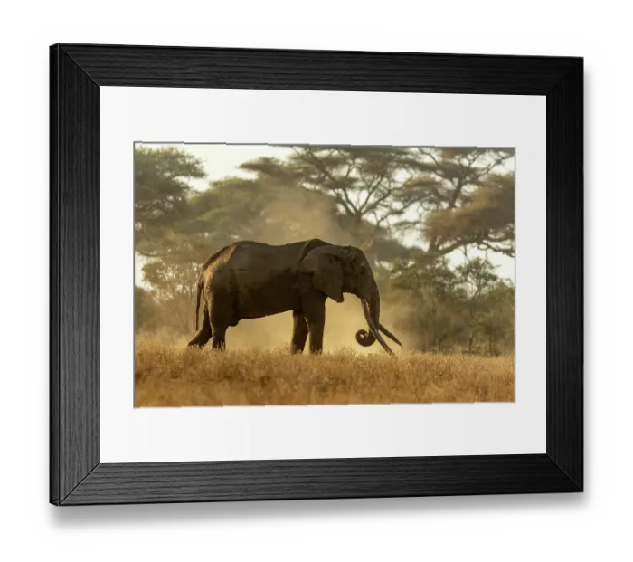 Framed Print : Elephant (Loxodonta africana) male, dust bathing, Amboseli National Park, Kenya. Endangered Framed Print : Elephant (Loxodonta africana) male, dust bathing, Amboseli National Park, Kenya. Endangered