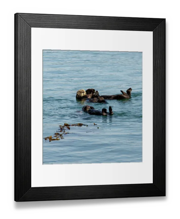 Framed Print : Group of California sea otters (Enhydra lutris) floating on their backs, Moss Landing / Elkhorn Slough, Monterey Bay, California, USA. October. Endangered Framed Print : Group of California sea otters (Enhydra lutris) floating on their backs, Moss Landing / Elkhorn Slough, Monterey Bay, California, USA. October. Endangered