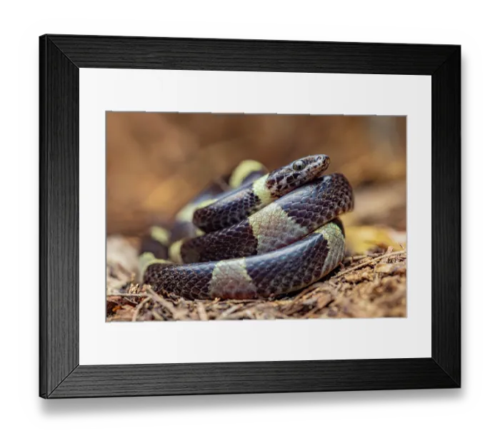 Framed Print : Black-banded cat-eyed snake (Leptodeira nigrofasciata) coiled up, Heloderma Natural Reserve, Motagua Valley, Guatemala