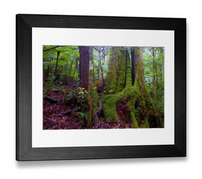 Framed Print : Myrtle beech tree (Nothofagus cunninghamii) covered in moss in eastern Australian temperate rainforest, Border Ranges, Queensland, Australia Framed Print : Myrtle beech tree (Nothofagus cunninghamii) covered in moss in eastern Australian temperate rainforest, Border Ranges, Queensland, Australia