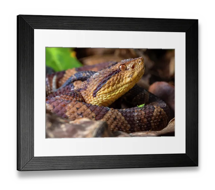 Framed Print : Jumping pit viper (Metlapilcoatlus mexicanus) resting, portrait, Caribbean Slope of Guatemala, Sierra Caral Reserve, Izabal, Guatemala