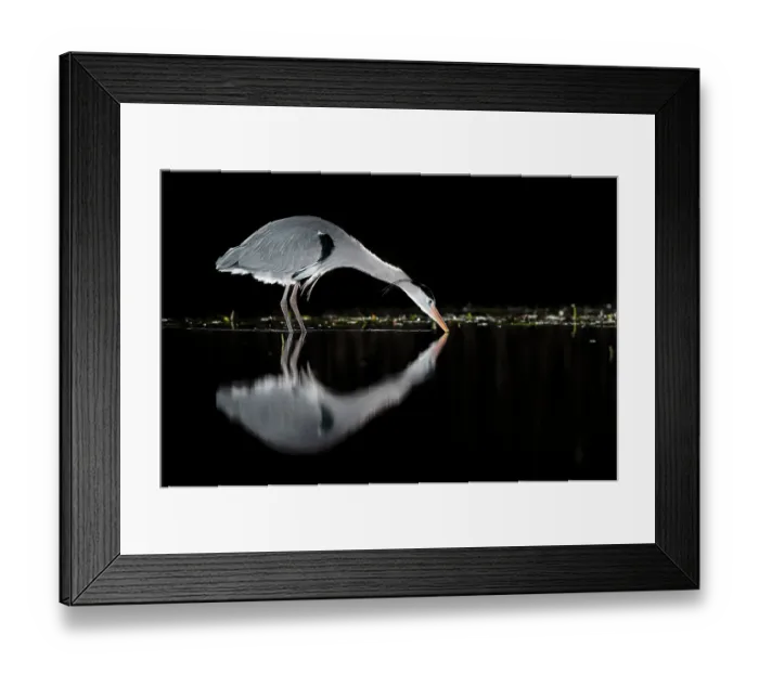 Framed Print : Grey heron (Ardea cinerea) fishing in pond at night, near Bourne, Lincolnshire, UK. January Framed Print : Grey heron (Ardea cinerea) fishing in pond at night, near Bourne, Lincolnshire, UK. January