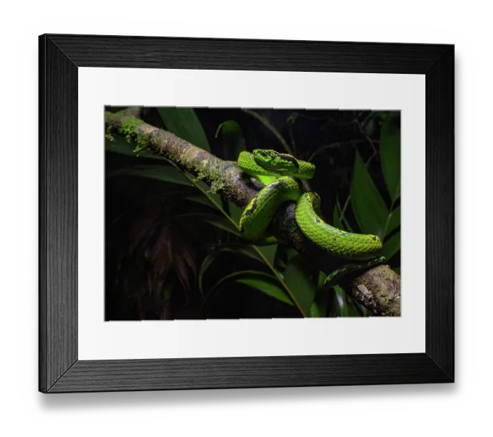 Framed Print : Yellow-blotched palm-pit viper (Bothriechis aurifer) resting on branch in cloudforest at night, Ranchitos del Quetzal Reserve, Baja Verapaz, Guatemala Framed Print : Yellow-blotched palm-pit viper (Bothriechis aurifer) resting on branch in cloudforest at night, Ranchitos del Quetzal Reserve, Baja Verapaz, Guatemala