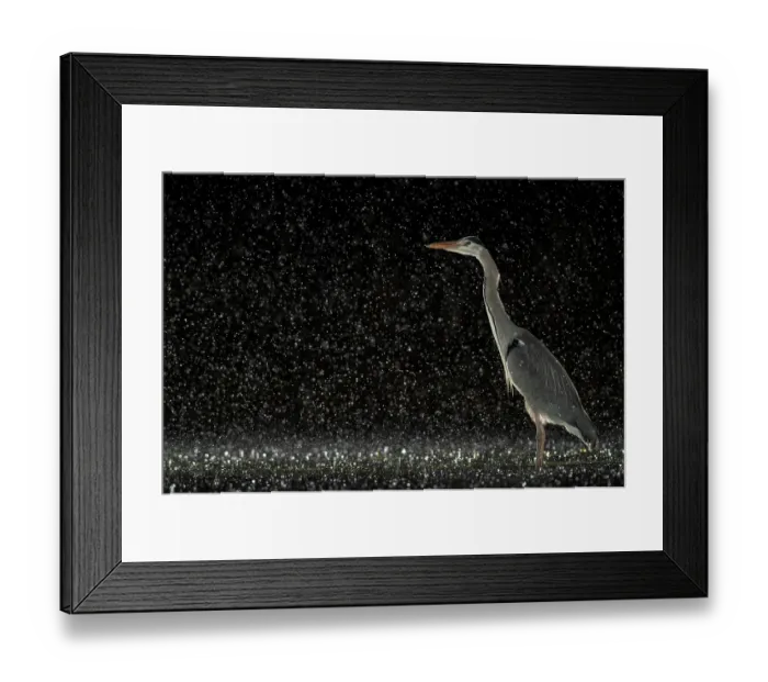 Framed Print : Grey heron (Ardea cinerea) standing in pond at night in the rain, near Bourne, Lincolnshire, UK. January Framed Print : Grey heron (Ardea cinerea) standing in pond at night in the rain, near Bourne, Lincolnshire, UK. January