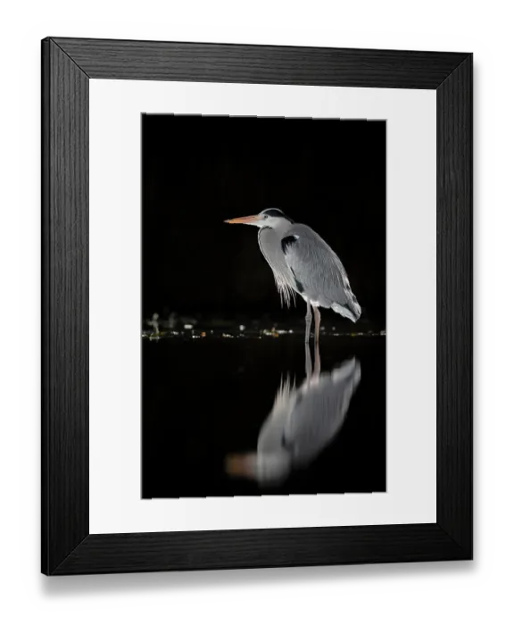 Framed Print : RF - Grey heron (Ardea cinerea) standing in pond at night, near Bourne, Lincolnshire, UK. January. (This image may be licensed either as rights managed or royalty free.) Framed Print : RF - Grey heron (Ardea cinerea) standing in pond at night, near Bourne, Lincolnshire, UK. January. (This image may be licensed either as rights managed or royalty free.)