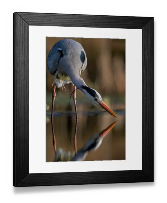 Framed Print : Grey heron (Ardea cinerea) fishing in pond, near Bourne, Lincolnshire, UK. April Framed Print : Grey heron (Ardea cinerea) fishing in pond, near Bourne, Lincolnshire, UK. April