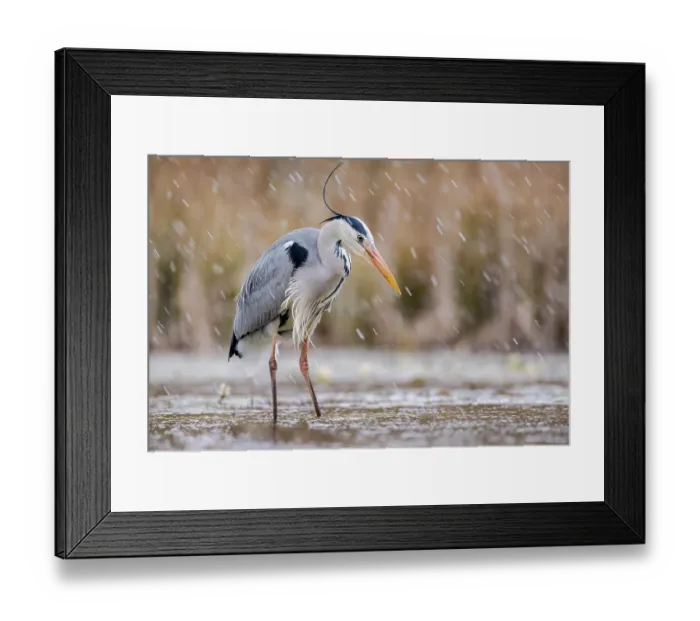 Framed Print : Grey heron (Ardea cinerea) fishing in pond in snowfall, near Bourne, Lincolnshire, UK. March Framed Print : Grey heron (Ardea cinerea) fishing in pond in snowfall, near Bourne, Lincolnshire, UK. March