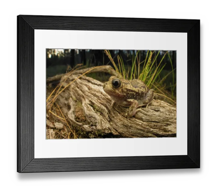 Framed Print : Common spadefoot frog (Neobatrachus sudellae) resting on log, Inglewood, Queensland, Australia Framed Print : Common spadefoot frog (Neobatrachus sudellae) resting on log, Inglewood, Queensland, Australia