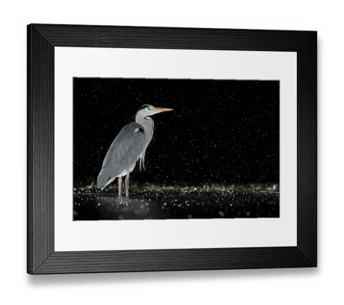 Framed Print : RF - Grey heron (Ardea cinerea) standing in pond at night in the rain, near Bourne, Lincolnshire, UK. January Framed Print : RF - Grey heron (Ardea cinerea) standing in pond at night in the rain, near Bourne, Lincolnshire, UK. January