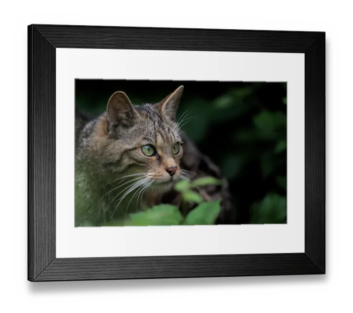 Framed Print : RF - Scottish wildcat (Felis silvestris silvestris) female, cautiously peering out from undergrowth Framed Print : RF - Scottish wildcat (Felis silvestris silvestris) female, cautiously peering out from undergrowth