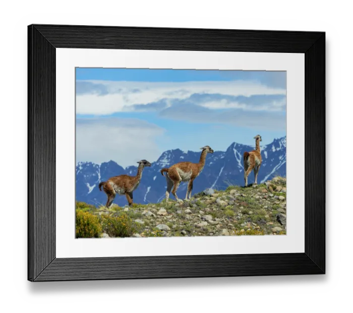 Framed Print : Three Guanacos (Lama guanicoe) standing on mountain top with the mountains of Argentinian Patagonia in background, El Chalten, Argentina Framed Print : Three Guanacos (Lama guanicoe) standing on mountain top with the mountains of Argentinian Patagonia in background, El Chalten, Argentina