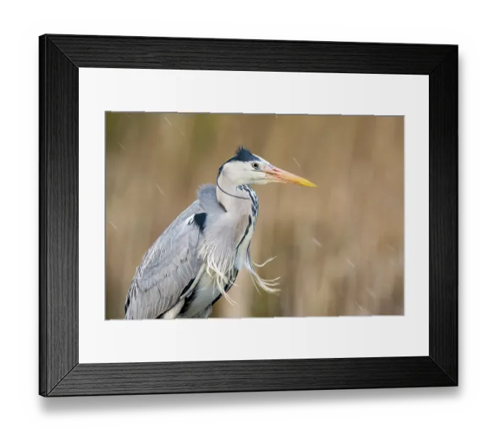 Framed Print : Grey heron (Ardea cinerea) portrait, near Bourne, Lincolnshire, UK. March Framed Print : Grey heron (Ardea cinerea) portrait, near Bourne, Lincolnshire, UK. March