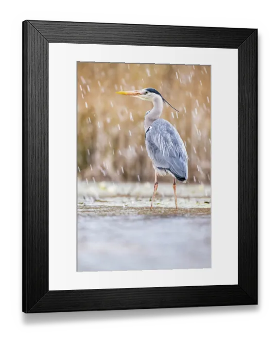 Framed Print : Grey heron (Ardea cinerea) standing in pond in snowfall, near Bourne, Lincolnshire, UK. March Framed Print : Grey heron (Ardea cinerea) standing in pond in snowfall, near Bourne, Lincolnshire, UK. March