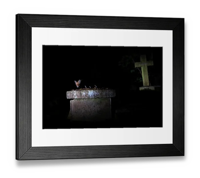 Framed Print : Red fox (Vulpes vulpes) juvenile, walking over a grave in cemetery at night, Highgate Cemetery, London, England, UK. July. Camera trap image