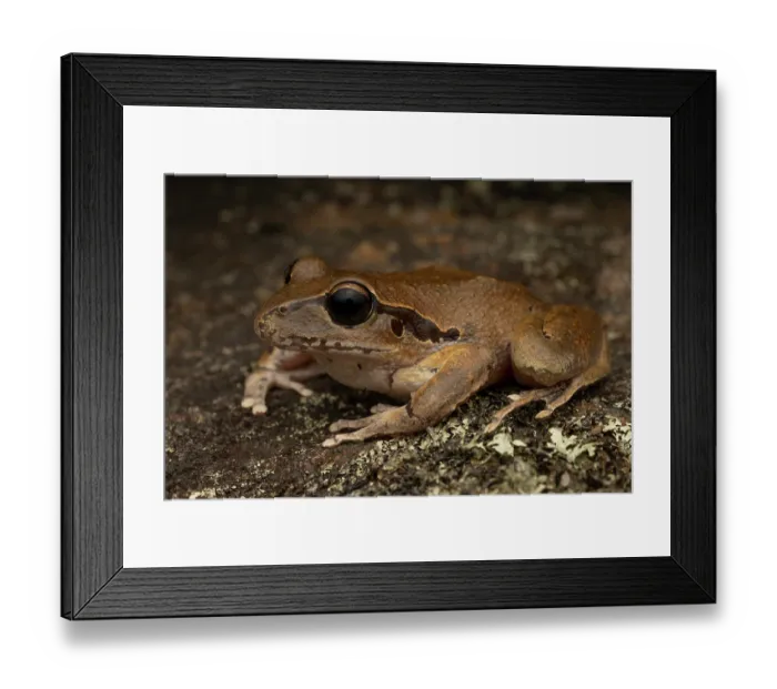 Framed Print : Eastern stony creek frog (Litoria wilcoxii) female, portrait, Tianjara Falls, New South Wales, Australia