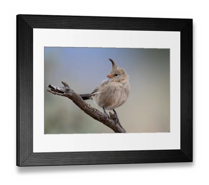 Framed Print : Chirruping wedgebill (Psophodes cristatus) perched on branch in Saltbush shrubland, Manna Hill, South Australia