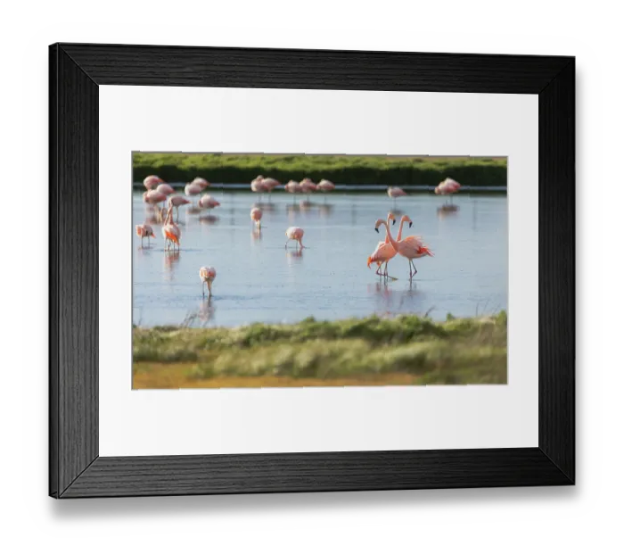 Framed Print : Chilean flamingo (Phoenicopterus chilensis) flock wading in lake, Laguna Nimez Reserve, Calafate, Argentina Framed Print : Chilean flamingo (Phoenicopterus chilensis) flock wading in lake, Laguna Nimez Reserve, Calafate, Argentina