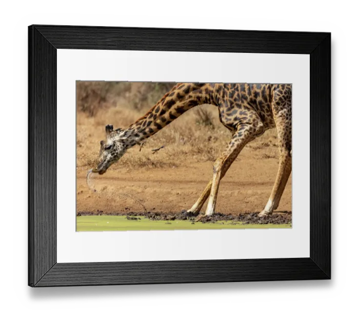 Framed Print : Masai giraffe (Giraffa tippelskirchi) drinking at pool with two Red-billed oxpeckers (Buphagus erythrorhynchus) flying around its head, Amboseli National Park, Kenya. Endangered Framed Print : Masai giraffe (Giraffa tippelskirchi) drinking at pool with two Red-billed oxpeckers (Buphagus erythrorhynchus) flying around its head, Amboseli National Park, Kenya. Endangered