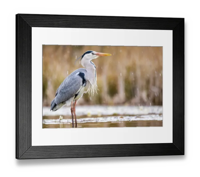 Framed Print : Grey heron (Ardea cinerea) standing in pond with reedbeds behind, near Bourne, Lincolnshire, UK. March Framed Print : Grey heron (Ardea cinerea) standing in pond with reedbeds behind, near Bourne, Lincolnshire, UK. March