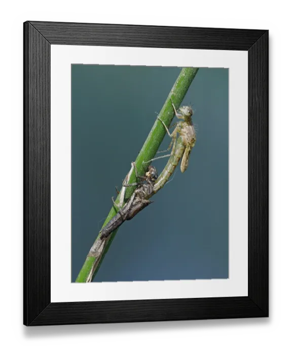 Framed Print : Azure damselfly (Coenagrion puella) emerging from larval case on Sedge stem, East Sussex, England, UK. May. Focus stacked Framed Print : Azure damselfly (Coenagrion puella) emerging from larval case on Sedge stem, East Sussex, England, UK. May. Focus stacked