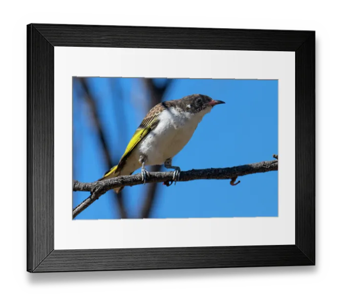 Framed Print : Painted honeyeater (Grantiella picta) perched on branch, Thargomindah, Queensland, Australia