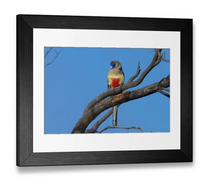 Framed Print : Blue bonnet parrot (Northiella haematogaster) perched on branch, Thargomindah, Queensland, Australia Framed Print : Blue bonnet parrot (Northiella haematogaster) perched on branch, Thargomindah, Queensland, Australia