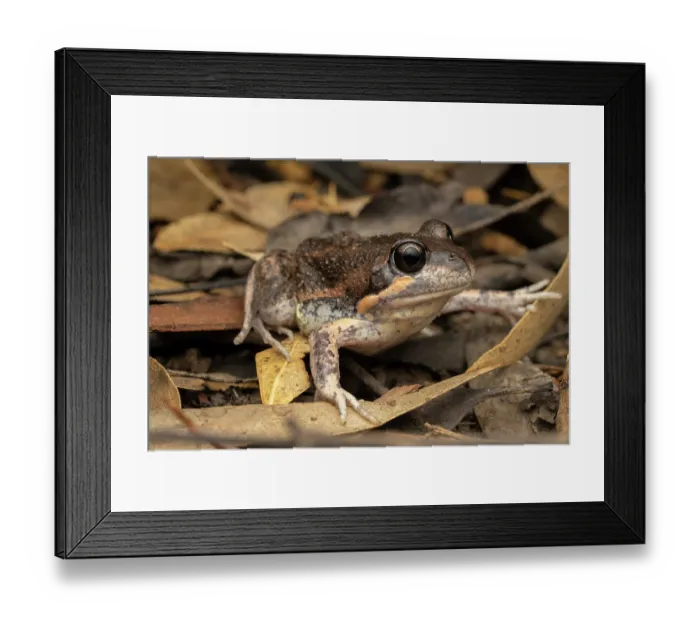 Framed Print : Eastern banjo frog (Limnodynastes dumerilii) camouflaged at night in leaf litter, riverine Eucalypt woodland, Nangiloc, Victoria, Australia Framed Print : Eastern banjo frog (Limnodynastes dumerilii) camouflaged at night in leaf litter, riverine Eucalypt woodland, Nangiloc, Victoria, Australia