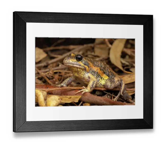Framed Print : Eastern banjo frog (Limnodynastes dumerilii) camouflaged at night in leaf litter, riverine Eucalypt woodland, Nangiloc, Victoria, Australia Framed Print : Eastern banjo frog (Limnodynastes dumerilii) camouflaged at night in leaf litter, riverine Eucalypt woodland, Nangiloc, Victoria, Australia