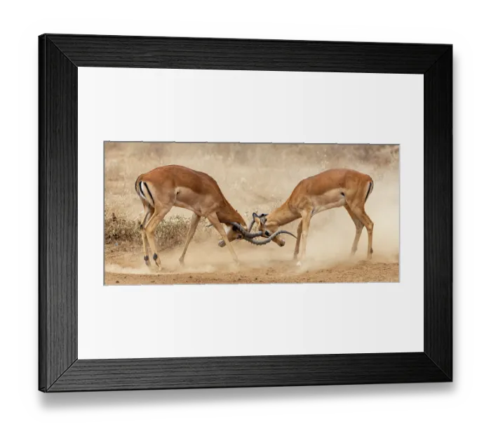 Framed Print : Two Impala (Aepyceros melampus) males fighting on dusty ground, Amboseli National Park, Kenya Framed Print : Two Impala (Aepyceros melampus) males fighting on dusty ground, Amboseli National Park, Kenya