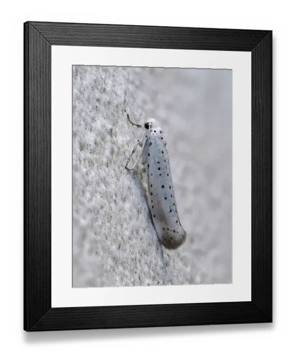 Framed Print : Apple ermine moth (Yponomeuta malinellus) resting on wall, Hertfordshire, England, UK. July. Focus stacked Framed Print : Apple ermine moth (Yponomeuta malinellus) resting on wall, Hertfordshire, England, UK. July. Focus stacked